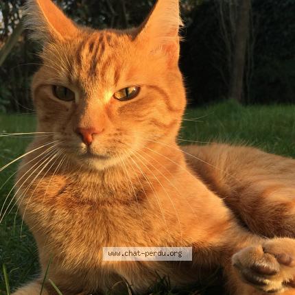 Photo de chat perdu à Rambouillet