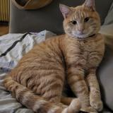 Photo de chat perdu à Gerzat