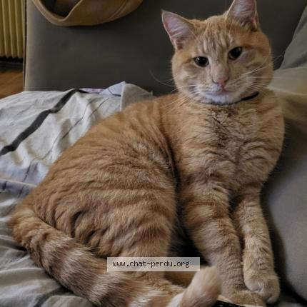 Photo de chat perdu à Gerzat