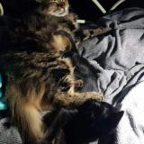 Photo de chat perdu à Marseille