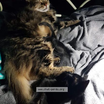 Photo de chat perdu à Marseille