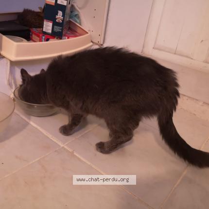 Photo 1/1 Chat retrouvé Trouvé à Montpellier