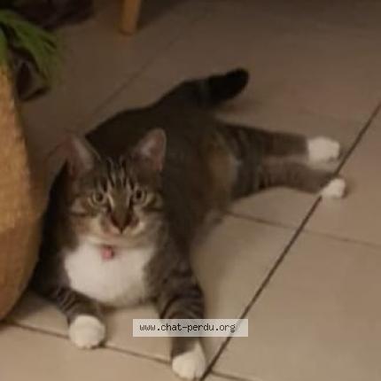 Photo de chat perdu à Dinard