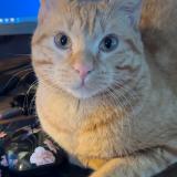 Photo de chat perdu à Saint Denis