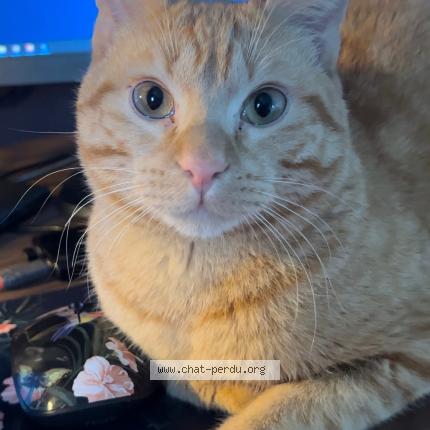 Photo de chat perdu à Saint Denis