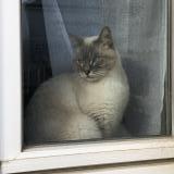 Photo de chat perdu à Baud