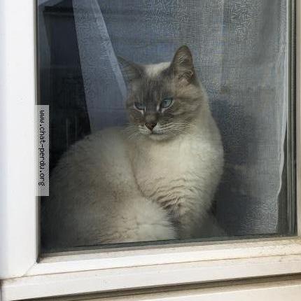Photo de chat perdu à Baud