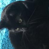 Photo de chat perdu à Paris