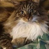 Photo de chat perdu à Bondy