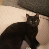 Photo de chat perdu à Orleans