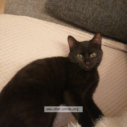Photo 1/1 Chat retrouvé Perdu à Orleans