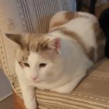 Photo de chat perdu à Pelissanne