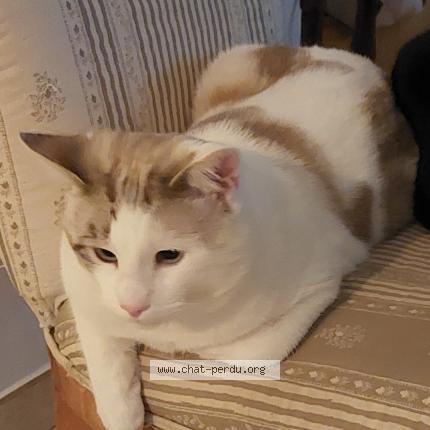 Photo 1/1 Chat retrouvé Perdu à Pelissanne