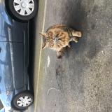 Photo de chat perdu à Rennes