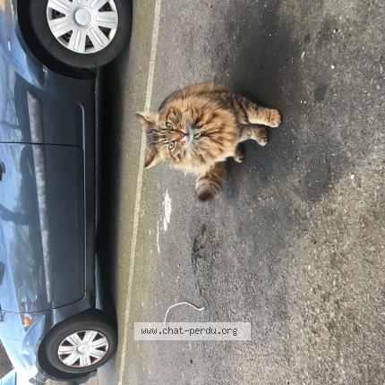 Photo de chat perdu à Rennes