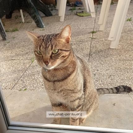Photo 1/1 Chat retrouvé Perdu à Petit Caux Belleville Sur Mer