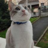 Photo de chat perdu à Bergerac