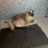 Photo de chat perdu à Acheres