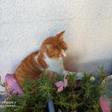 Photo de chat trouvé à Canet En Roussillon