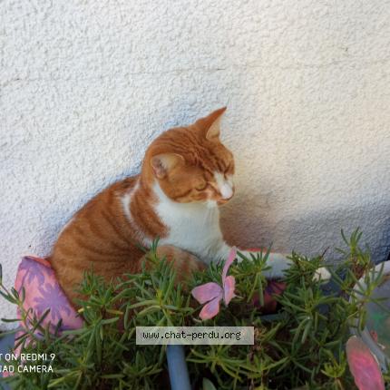 Photo de chat trouvé à Canet En Roussillon