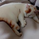 Photo de chat perdu à Saint Ave