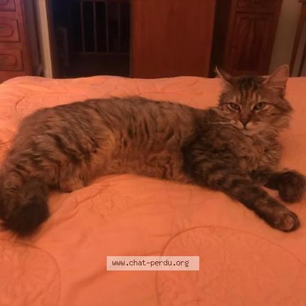 Photo 1/1 Easy Chat perdu à Goupillieres