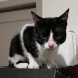 Photo de chat trouvé à Montrejeau