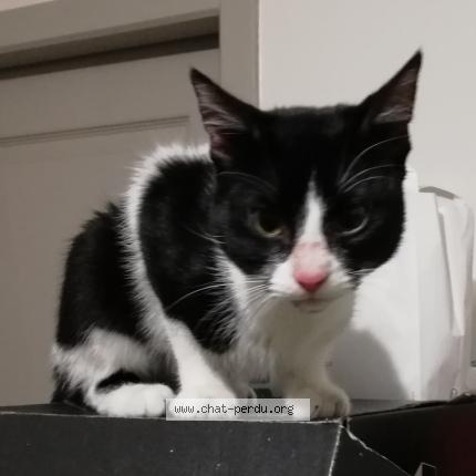 Photo 1/1 Chat retrouvé Trouvé à Montrejeau