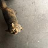 Photo de chat trouvé à Agonac