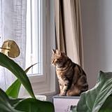 Photo de chat perdu à Bourges