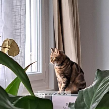 Photo 1/1 Chat retrouvé Perdu à Bourges