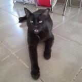 Photo de chat perdu à Meze 34140