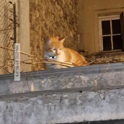 Photo 1/2 Chat retrouvé Trouvé à Issy Les Moulineaux