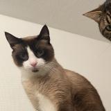 Photo de chat perdu à Rillieux La Pape