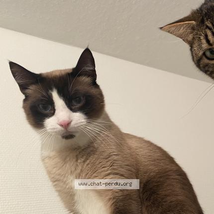Photo 1/1 Chat retrouvé Perdu à Rillieux La Pape