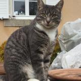 Photo de chat perdu à Laval