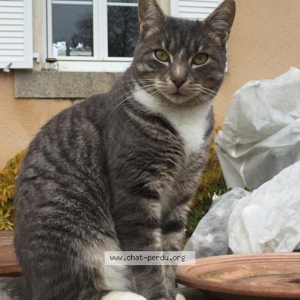 Photo 1/1 Chat retrouvé Perdu à Laval