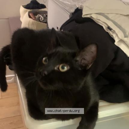 Photo de chat perdu à Montreuil