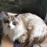 Photo de chat perdu à Cherac