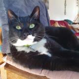 Photo de chat perdu à Longwy