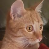 Photo de chat perdu à Saint Gervais Le Port