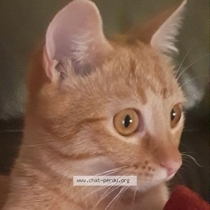 Photo 1/1 Chat retrouvé Perdu à Saint gervais le port