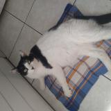 Photo de chat perdu à Saint Beron