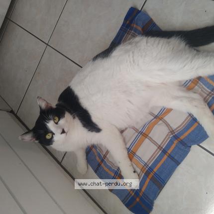 Photo de chat perdu à Saint Beron