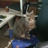 Photo de chat perdu à Rosny Sous Bois