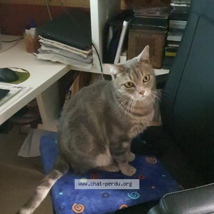 Photo 1/1 Chat retrouvé Perdu à Rosny Sous Bois