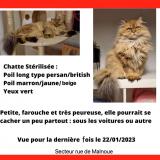 Photo de chat perdu à Noisy Le Grand