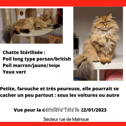 Photo 1/1 Chat retrouvé Perdu à Noisy Le Grand