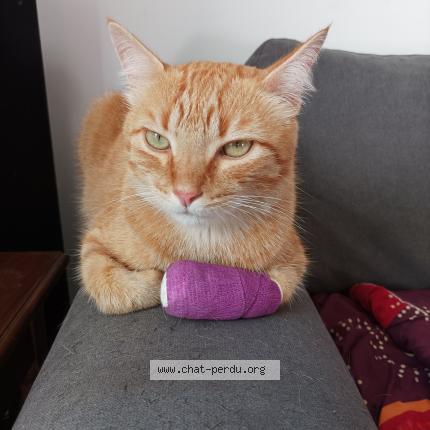 Photo de chat perdu à Bidart