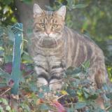 Photo de chat perdu à Montreuil